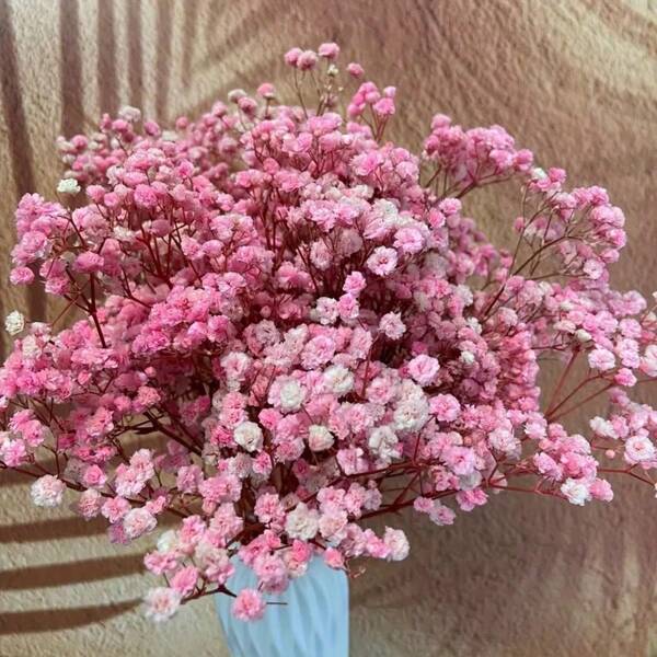 1/2 bouquet de gypsophiles éternelles rose clair – Gypsophile séchées longue durée, idéales pour les compositions en vase, la décoration intérieure, les accessoires photo et les mariages bohèmes.