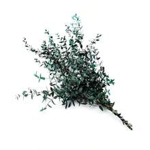 1 Bunch Preserved Eucalyptus Leaves, Natural Green Foliage For DIY Floral Arranging, Photography Props, Home & Bedroom Decor Gifts Birthday Graduation,Garden Decor,Outdoor Plant,Gardening,Fake Flowers