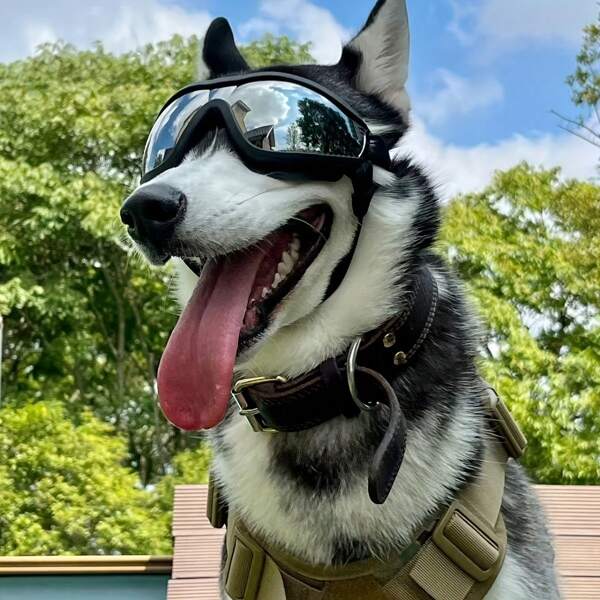 1pc Stylish Pet Sunglasses, Windproof Dustproof Anti-Fog Dog Goggles With Adjustable Elastic Strap, Black Frame Suitable For Medium And Large Dogs, Great For Outdoor Adventures And Running