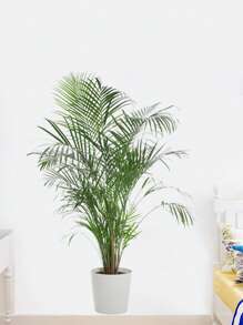 1pc Home Decorations Classic Style Green Potted Plant Wall Sticker, For Office, Bedroom, Living Room And Entrance, Self-Adhesive PVC Decor - Fashionable Plant Wall Mural, Wall Decal, Vinyl Decal For Home Decorations, Wall Decoration Items Refresh Your Home Gifts Birthday Graduation Room Decor Bathroom Decor Bedroom Decor Room Decoration Stuff Living Room Decor House Decor Home Decor Living Room Wall Art Wall Paper Stickers