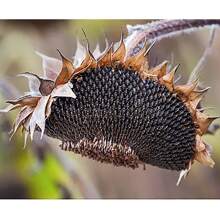 100 Sunflowers Attract Bees And Butterflies Sunflower Seeds