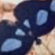 蝴蝶