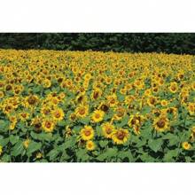 100 Sunflowers Attract Bees And Butterflies Sunflower Seeds