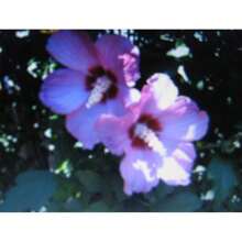 ROSE OF SHARON SEEDS *  SHOWY * 5 SEEDS * - 1 - View 2