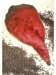 75 semillas gigantes de remolacha roja, mangle, mangel, acelga de Suiza, remolacha gigante larga Beta - 1 - Ver 3