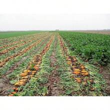 75 semillas gigantes de remolacha roja, mangle, mangel, acelga de Suiza, remolacha gigante larga Beta - 1 - Ver 6