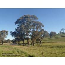 Blue Mallee Gum (Eucalyptus Socialis) 100 Fresh Seeds