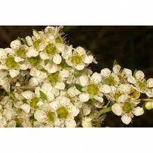 Tantoon (Leptospermum Polygalifolium) 200  Seeds