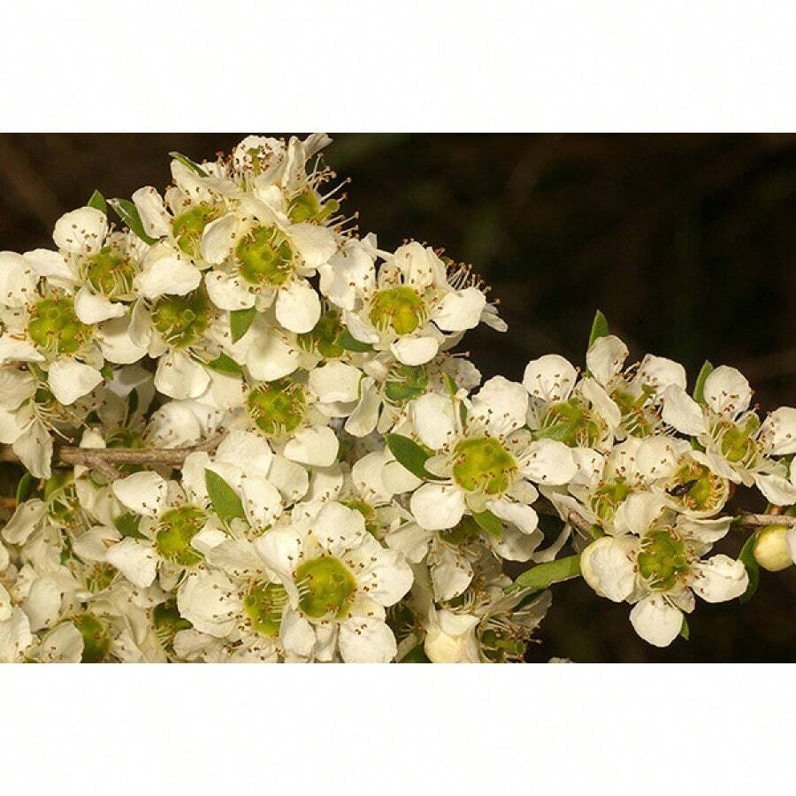 Tantoon (Leptospermum Polygalifolium) 200  Seeds