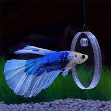 1pc Reversible Double-Sided Betta Fish Training Mirror, Suitable As Aquarium Decoration - Multicolor - View 4