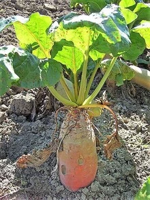 75 semillas gigantes de remolacha roja, mangle, mangel, acelga de Suiza, remolacha gigante larga Beta - 1 - Ver 5