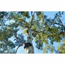 Blue Mallee Gum (Eucalyptus Socialis) 100 Fresh Seeds