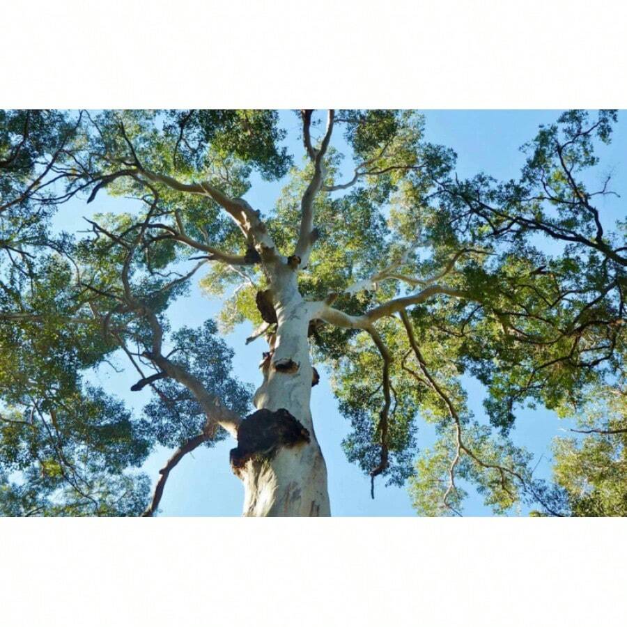 Blue Mallee Gum (Eucalyptus Socialis) 100 Fresh Seeds