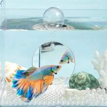 1pc Reversible Double-Sided Betta Fish Training Mirror, Suitable As Aquarium Decoration - Multicolor - View 2