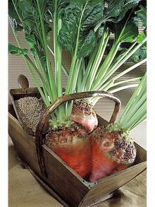 75 semillas gigantes de remolacha roja, mangle, mangel, acelga de Suiza, remolacha gigante larga Beta - 1 - Ver 1