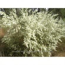 Tantoon (Leptospermum Polygalifolium) 200  Seeds
