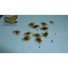 ROSE OF SHARON SEEDS *  SHOWY * 5 SEEDS * - 1 - View 3