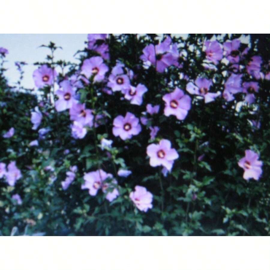 ROSE OF SHARON SEEDS * SHOWY * 5 SEEDS * - 1 - View 1