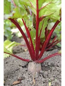 75 semillas gigantes de remolacha roja, mangle, mangel, acelga de Suiza, remolacha gigante larga Beta - 1 - Ver 2