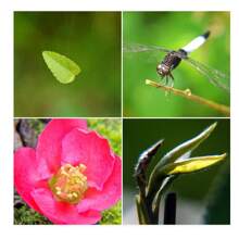 Nahlinse, professioneller Kameraeffekt-Filter, Vergrößerung +4, Makroaufnahmeeffekt, kann als Makroobjektiv-Vergrößerungsfilter zum Fotografieren von Blumen, Insekten, Diamanten, Schmuck usw. verwendet werden. Ein leistungsstarkes Werkzeug für Nahaufnahme-Fotografie, geeignet für DSLR-Kameras, Linsendiameter-Optionen: 40,5 mm/49 mm/52 mm/55 mm/62 mm/67 mm/72 mm/77 mm/82 mm