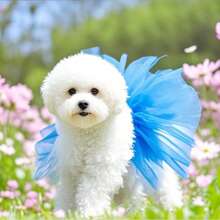 Lace Princess Dress Tutu Dress For Small Medium Dog Apparel Puppy Dog Skirts Pet Supplies Puppy Clothes Dog Dress