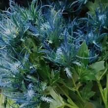 Tres ramos de flores de cardo azul artificiales, tallos largos, textura real, plástico, adecuados para decoración del hogar, jardín, boda, oficina, fiesta, Día de Acción de Gracias, Día de la Madre, graduación, Día de la Enfermera - Sin contenedor, sin electricidad, sin baterías