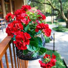4pcs Realistic Artificial Geraniums Flowers For Outdoors, Full Blooms Silk Flower Plants, Red Geranium Bushes For Wedding Garden, Indoor, Porch, Patio, Window Box And Hanging Planter, Outdoor Decor, Seasonal Display, Kitchen Table Centerpieces Decor, Artificial Outdoor Flowers Gifts Birthday Graduation