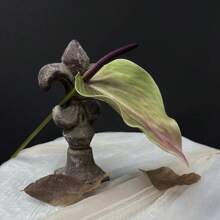 SunMade Vintage Anthurium Branch Real Touch Artificial Flowers Home Garden Dration Table Dration For Wedding Fall Dr