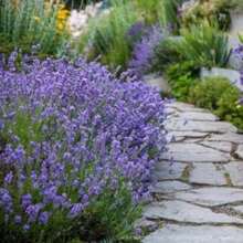 268True English Lavender Flower Seeds - 268 - View 4