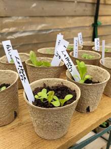 15pcs Plant Nursery Pots Small Seed Starting Pots Seedling Plastic Plant Pot With Drainage Holes For Indoor Outdoor Planting Garden Flower Plant Container Cups Planter,Plastic Plant Nursery Pots With 15 Pcs Plant Labels, Seed Starting Planting Pot Flower Planter Container For Succulents, Seedlings, Cuttings, Transplanting,Two-Tone Plastic Flower Pot For Planting With Thickened Nutrient Bowl For Seedling Cultivation
