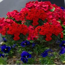 4pcs Realistic Artificial Geraniums Flowers For Outdoors, Full Blooms Silk Flower Plants, Red Geranium Bushes For Wedding Garden, Indoor, Porch, Patio, Window Box And Hanging Planter, Outdoor Decor, Seasonal Display, Kitchen Table Centerpieces Decor, Artificial Outdoor Flowers Gifts Birthday Graduation