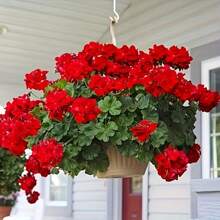 4pcs Realistic Artificial Geraniums Flowers For Outdoors, Full Blooms Silk Flower Plants, Red Geranium Bushes For Wedding Garden, Indoor, Porch, Patio, Window Box And Hanging Planter, Outdoor Decor, Seasonal Display, Kitchen Table Centerpieces Decor, Artificial Outdoor Flowers Gifts Birthday Graduation