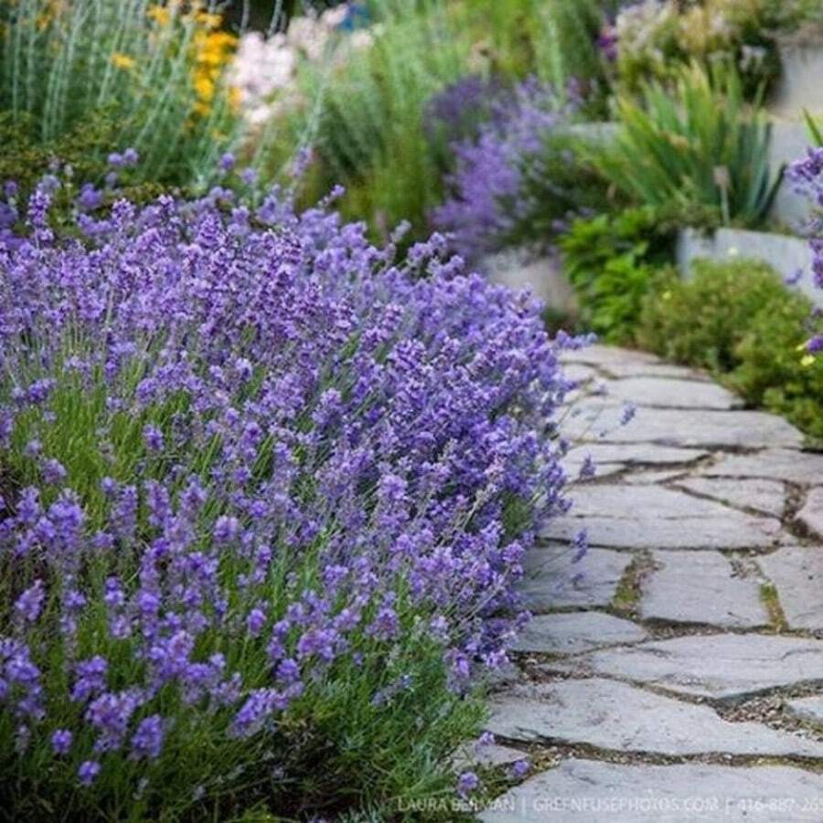 268True English Lavender Flower Seeds - 268 - View 1