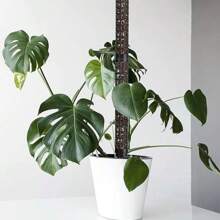 6X Moss Poles For Climbing Plants Support Stackable Plastic Plant Pole Sticks - Black - View 11