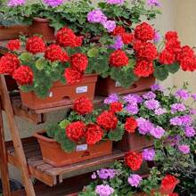 4pcs Realistic Artificial Geraniums Flowers For Outdoors, Full Blooms Silk Flower Plants, Red Geranium Bushes For Wedding Garden, Indoor, Porch, Patio, Window Box And Hanging Planter, Outdoor Decor, Seasonal Display, Kitchen Table Centerpieces Decor, Artificial Outdoor Flowers Gifts Birthday Graduation