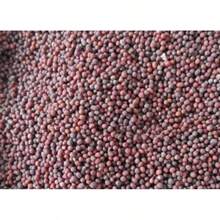 Planting-Perennial Garden Seeds 100 Wild American Plum Seeds (American Plum)-Non-Transgenic Fruit Tree Seeds-Perennial Native Fruit Tree Seeds-Delicious Fruit, Good For Wild Animals Outdoor Flowers Plants Gardening Nature - 100 - View 3