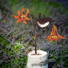 1 件彩色铁鸟和花篱笆装饰品，生锈系列花园装饰户外草坪雕像，装饰花园桩礼物 - 彩色 - 查看 3
