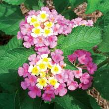 30++ Verbena Ham & Eggs SEEDS (Lantana Camara) Heirloom, Harvested 07/2024 - 1 - View 5