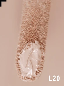 Bruna Tavares BT Multicover Liquid Concealer (Medium And High Coverage) - L20 - Xem 2