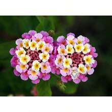 30++ Verbena Ham & Eggs SEEDS (Lantana Camara) Heirloom, Harvested 07/2024 - 1 - View 1