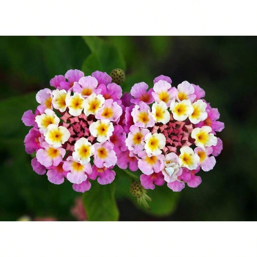 30++ Verbena Ham & Eggs SEEDS (Lantana Camara) Heirloom, Harvested 07/2024 - 1 - View 1