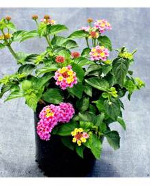 30++ Verbena Ham & Eggs SEEDS (Lantana Camara) Heirloom, Harvested 07/2024 - 1 - View 3
