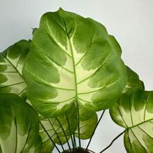 1 件 60-76 厘米仿真龟背竹植物枝假植物塑料叶子逼真触感装饰室内室外人造植物适用于婚礼家居花园酒店办公室房间装饰 - 彩色 - 查看 8