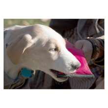 Active-Life Extreme Neoprene Floatation Tug-N-Pull Chew-Tough Dog Toy