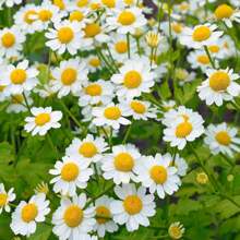 1000 Seeds Four-Part Chrysanthemum Feverfew Herb Garden Seeds For Planting