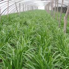 1000 Seeds -Leek Seeds Vegetable Seeds - 1000 Seeds - - View 2