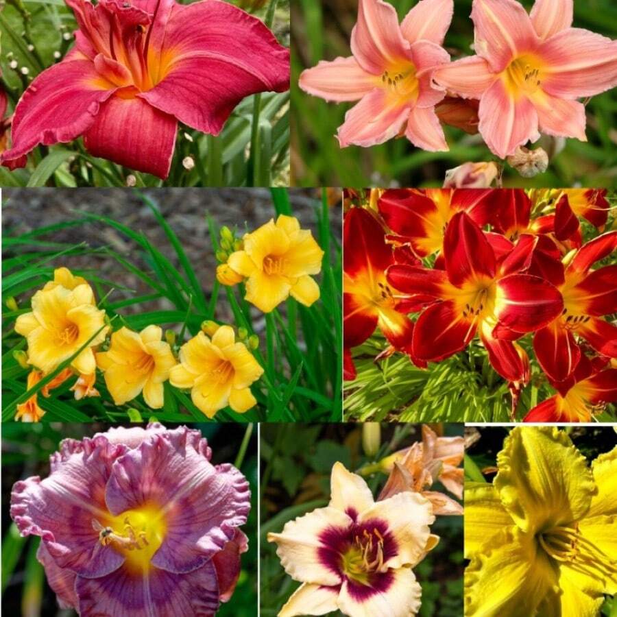 100 Pcs Seeds Daylily Seeds For Planting - Easy To Grow Easy Growth With Minimal Care - Seeds - View 1