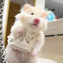 Vestido para hámster, ropa para hámster, ropa de muñeco de peluche de hámster