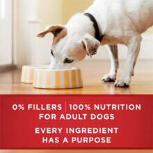 ONE Smart Lend With Real Eef And Arley Adult Wet Dog Food Can - 13oz 744093