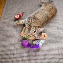 Quirky Kitty Taco Tuesday Cat Toy - 3pk - 1 - View 5